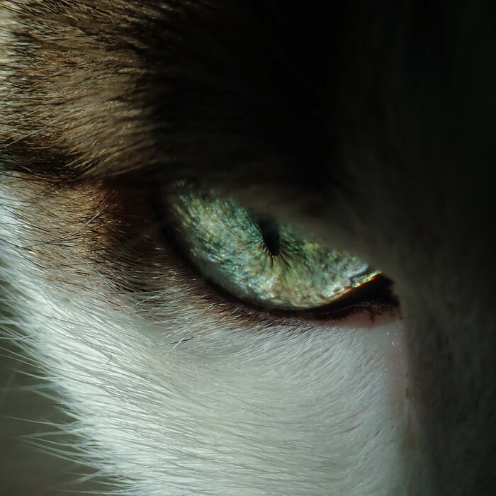 Close up einer Katze